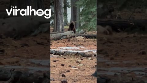 There Can Only Be One Bear on the Tree || ViralHog