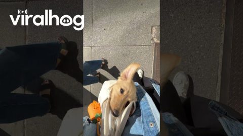 Puppy Content to Be Carried Around Big City || ViralHog