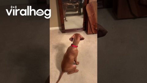 Puppy Wants to Play With Her Reflection || ViralHog