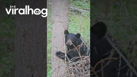 Alaskan Black Bear Makes a Statement || ViralHog