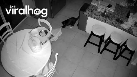 Cat Pulls Table Cloth Off in Accidental Magic Trick || ViralHog