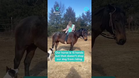 Border Collie Jumps To Ride Horse Bareback || ViralHog Shorts