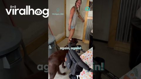 Dogs Want To Go Outside Again And Again || ViralHog Shorts