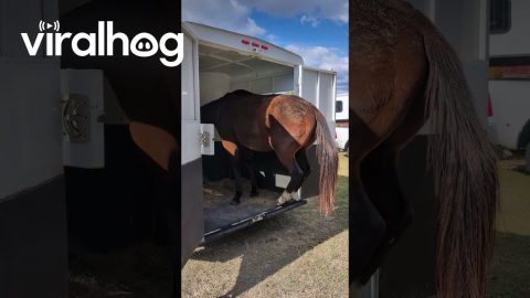 Horse Tiptoes Out of Trailer || ViralHog