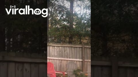 Single Leaf Going Crazy || ViralHog