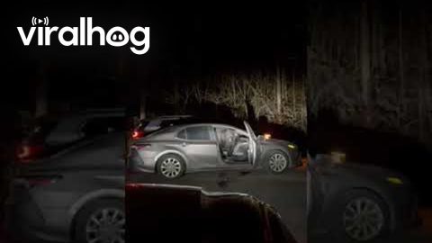 Spectators Scream As Black Bear Rummages Through Open Car || ViralHog
