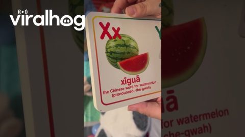 Chinese Word for Watermelon Starts With X || ViralHog