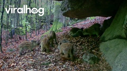 Itchy Wild Boar Piglets Rub Against Rocks || ViralHog