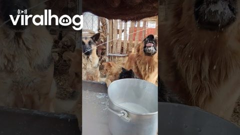 Cat and Dog Milk Bar || ViralHog