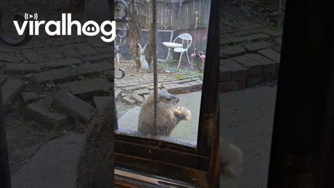 Groundhog Loves His Peanut Butter Sandwich || ViralHog