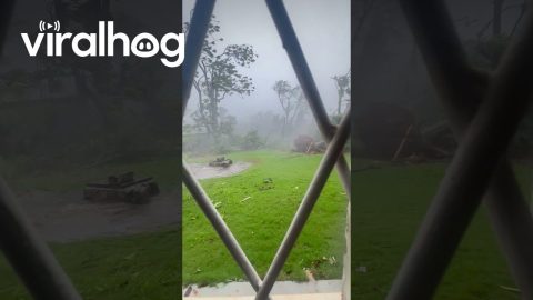 Hurricane Melissa Tears Up Backyard in Jamaica || ViralHog