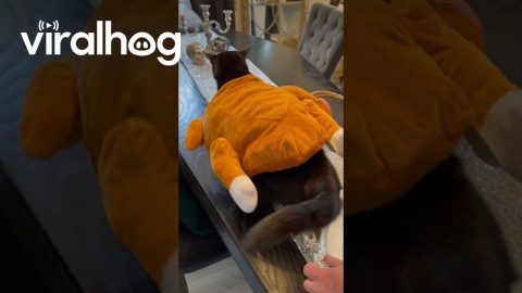 Black Cat Dressed Up As Thanksgiving Turkey || ViralHog