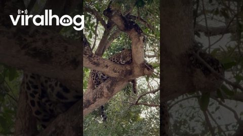 Man Realizes He's Being Watched by a Jaguar || ViralHog