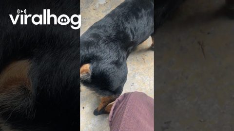 This Is Who I Chose to Protect the House || ViralHog