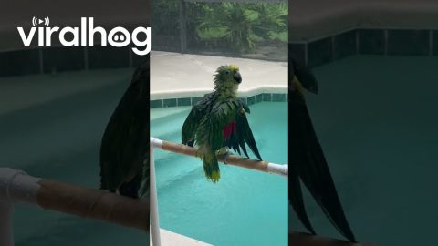 Green Parrot Dances and Sings in Pouring Rain || ViralHog