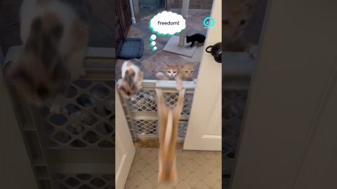 Kittens Climb Over Baby Gate || ViralHog Shorts