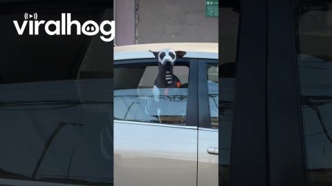 Dog Painted as the Xoloitzcuintli From Mictlan || ViralHog
