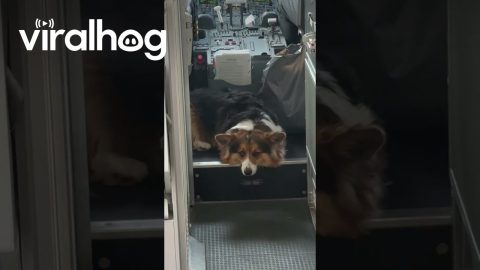Corgi in the Cockpit || ViralHog
