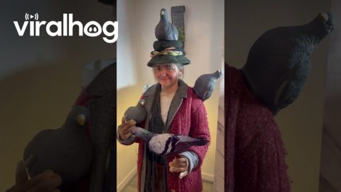 Pigeon Lady Costume from Home Alone || ViralHog