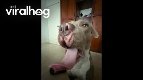 Trying to Adjust My Dog's Lips || ViralHog