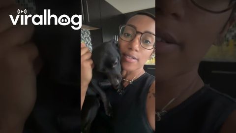 Clingy Dog Wants To Wear Necklace Too || ViralHog