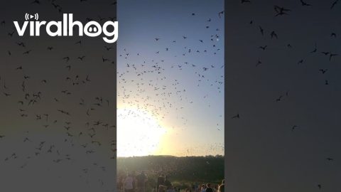 Bats Flying Out of a Cave || ViralHog