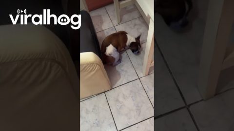 Little Bulldog Makes a Big Blue Mess || ViralHog