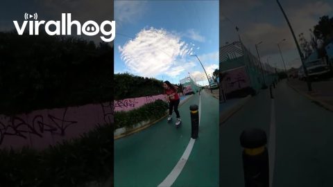 Sniffing Dog Causes Roller Skater Stumble || ViralHog