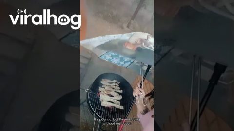 I'm Not Leaving Without My Bacon || ViralHog