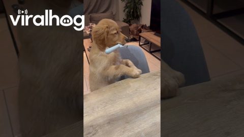 Puppy's Newest Trick Leads To Fluffy Crime Spree || ViralHog