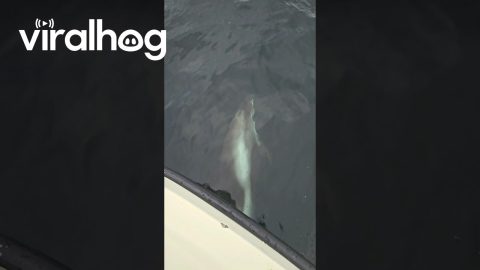 Dolphin Accompanies Fishing Boat || ViralHog