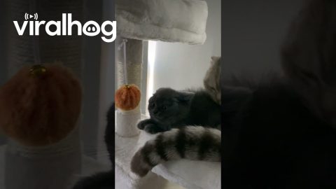 Kitten Learns Quickly To Leave Brother's Tail Alone || ViralHog