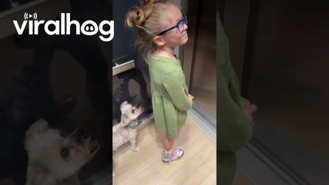 Leg Blocks Racing Puppy || ViralHog