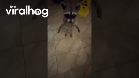 Raccoon Wanted a Bite of My Burger || ViralHog