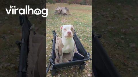 It's Lily's Turn for a Wagon Ride || ViralHog