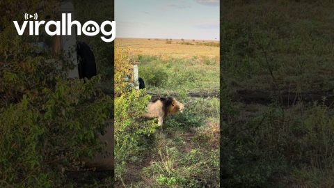 Male Lion Roaring Into the Mist at Masai Mara National Park || ViralHog