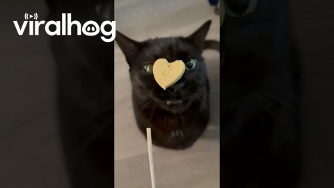 Black Cat Betrayed By Tasty Treat || ViralHog