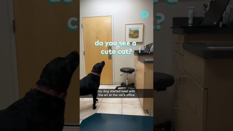 Dog Starts Beef With Vet Office's Cat Art || ViralHog Shorts