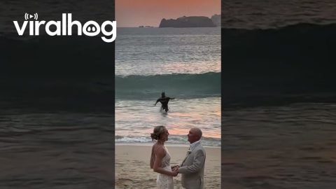 Batman Crashes Beach Wedding || ViralHog