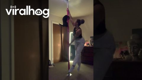 Diva Cat Pole-Dancing With Her Owner || ViralHog