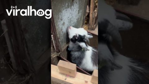 Pickle the Pygmy Goat || ViralHog