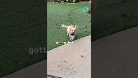 Dog Wears Sunday Best for His Tuesday Dog Bus Group || ViralHog Shorts
