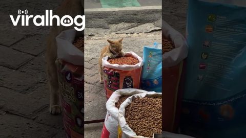 Stray Cat Sneaks a Free Meal From Pet Shop || ViralHog