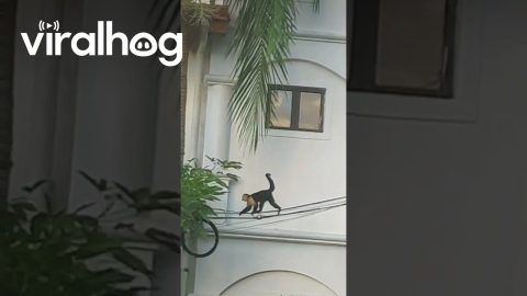 Mission Impossible Monkey || ViralHog