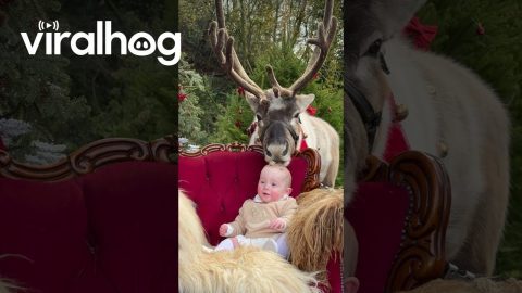 Reindeer Eats Food From Kiddo's Head || ViralHog