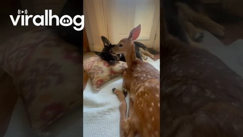 Dog Comforts Rescued Fawn || ViralHog