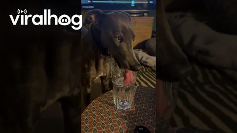 Thirsty Whippet || ViralHog