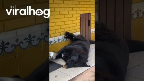 Lazy Dog Eats While Lying Down || ViralHog