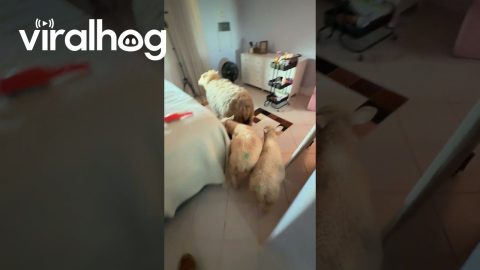 My Sheep Invaded My Bedroom || ViralHog