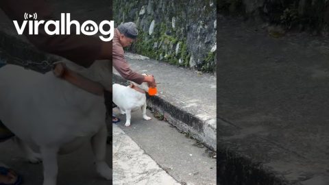 Eyebrow Dog Goes Trick-or-Treating || ViralHog